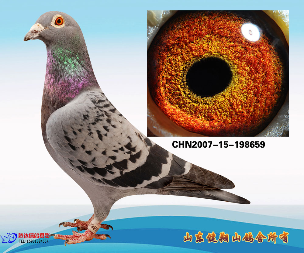 詹森659_健翔万里鸽业_ag188.com爱鸽商城_中国信鸽信息网