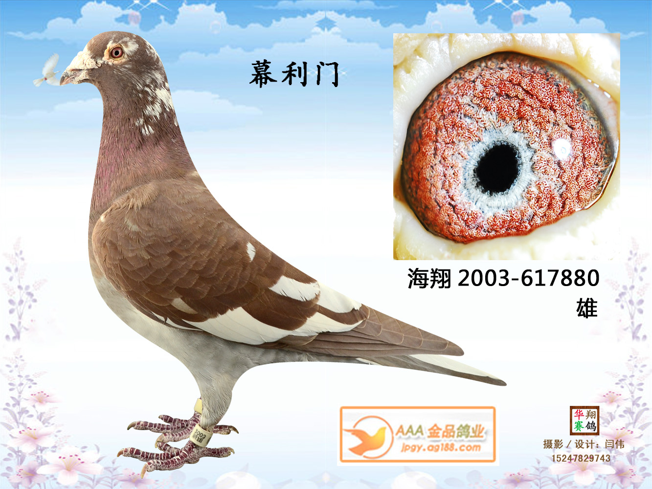 幕利门_aaa金品鸽业_ag188.com爱鸽商城_中国信鸽信息网