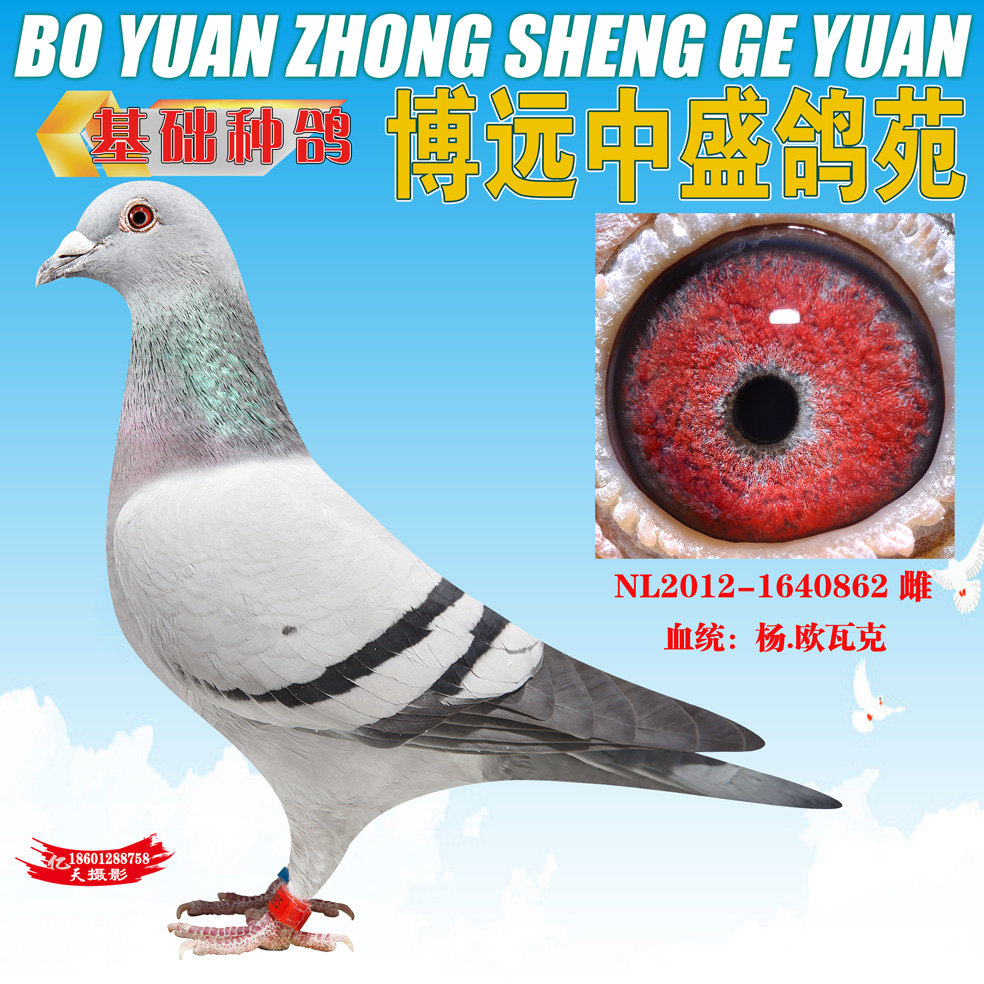 杨欧瓦克"484"外孙女(仅供欣赏)