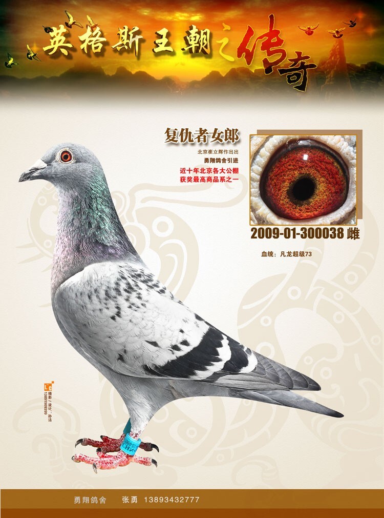 com爱鸽商城_中国信鸽信息网