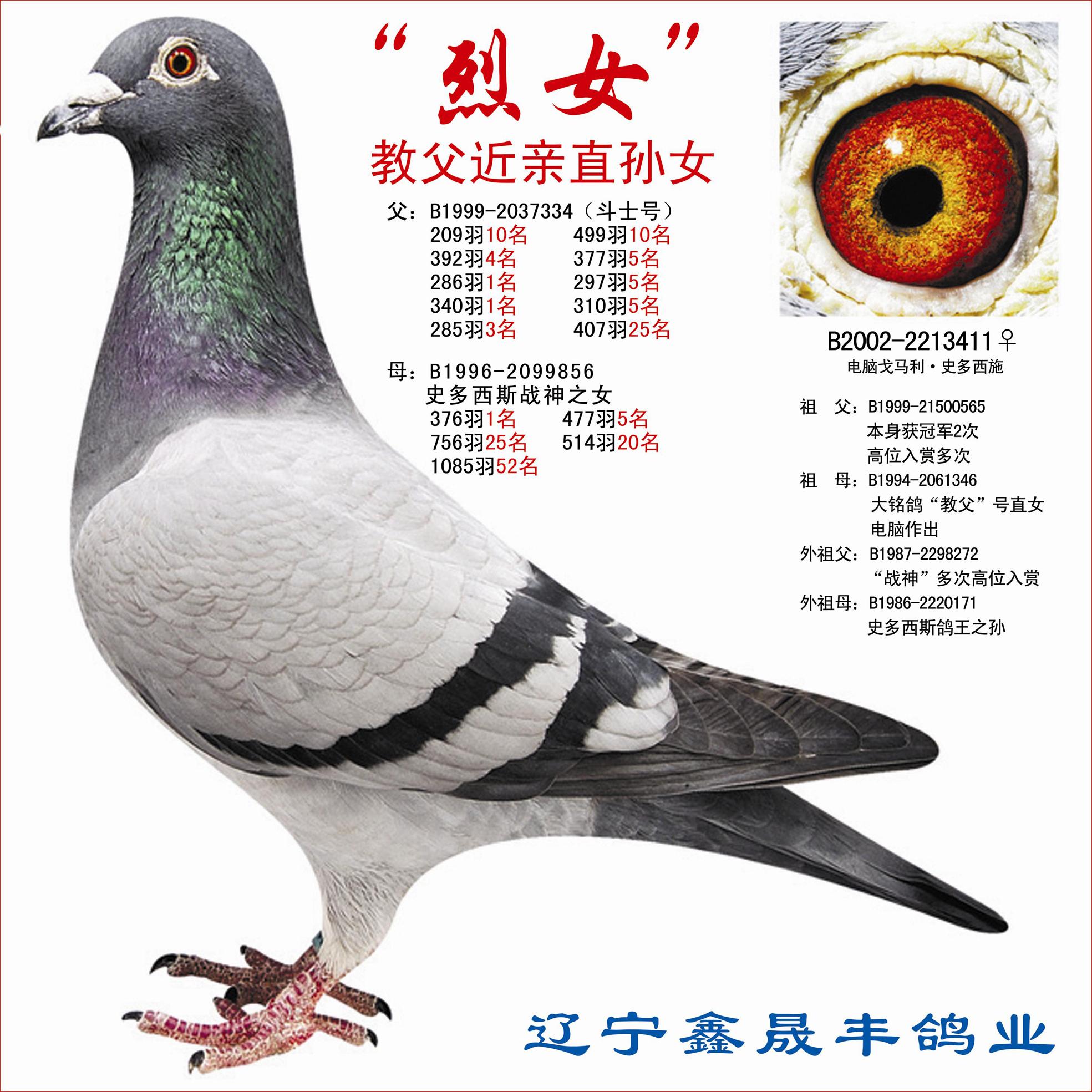 烈女(恐怖第一夫人)_辽宁鑫晟丰鸽业-中信网爱鸽商城