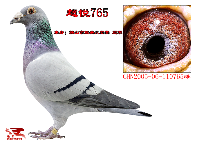 超悦765_超悦鸽舍_ag188.com爱鸽商城_中国信鸽信息网