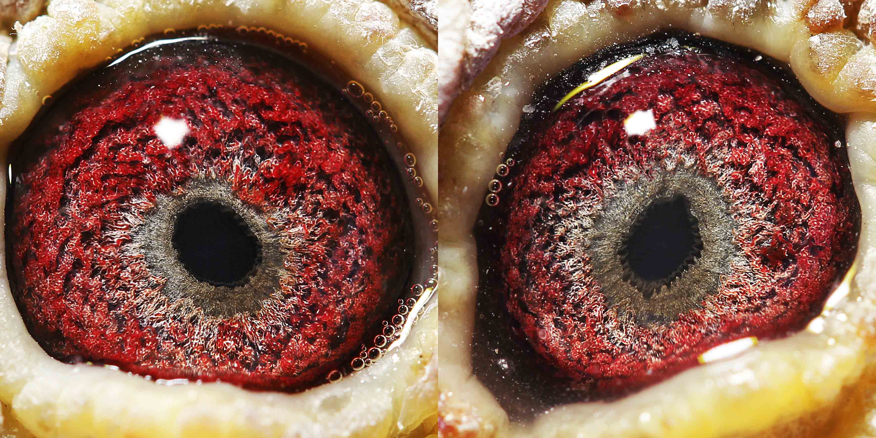 砂眼大王(仅供欣赏)_祥云育种中心-中信网爱鸽商城