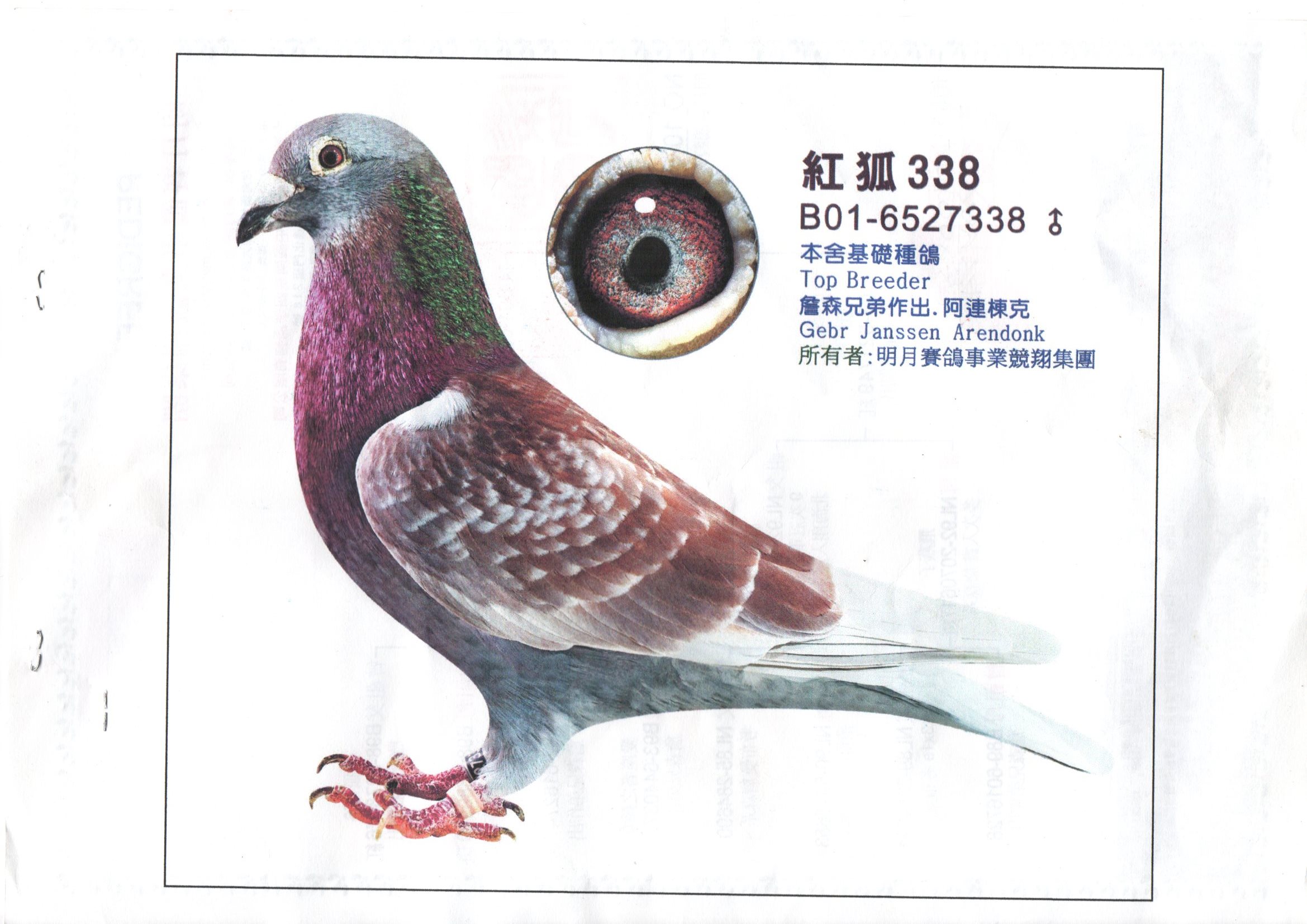 台湾明月集团詹森种鸽图片