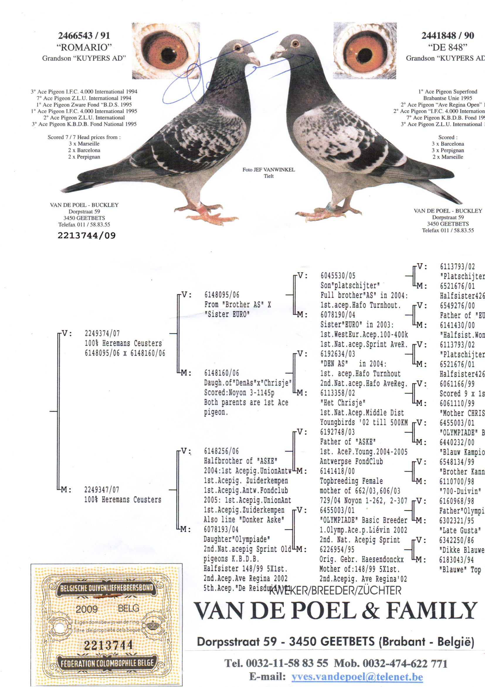 鸽子血统书制作样板图片