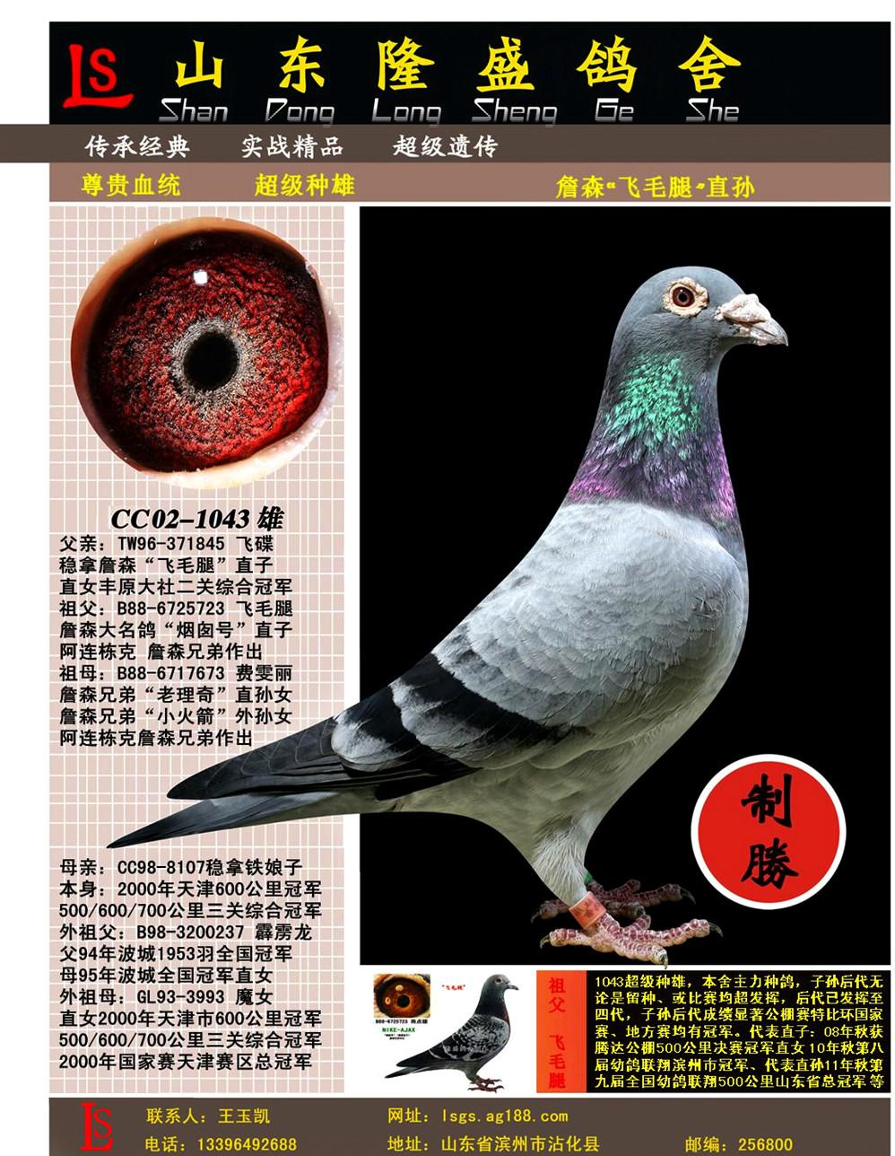 鸽友圈 相关图片   picture 信鸽特征                 编 号: 342531