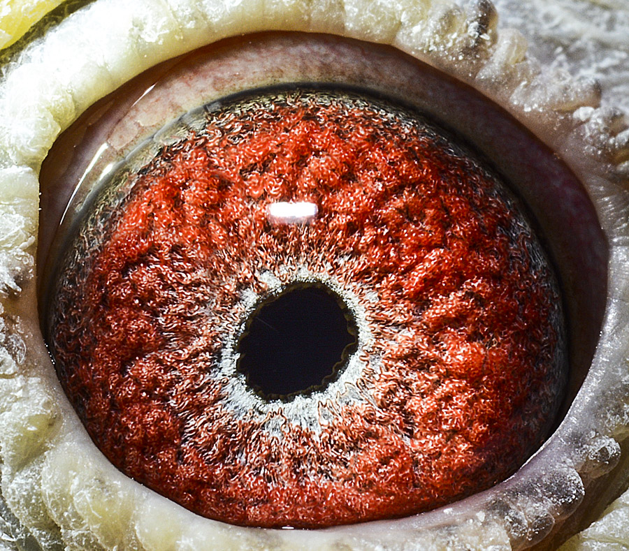 "奶酪小子"直孙-"奶酪奇特号"