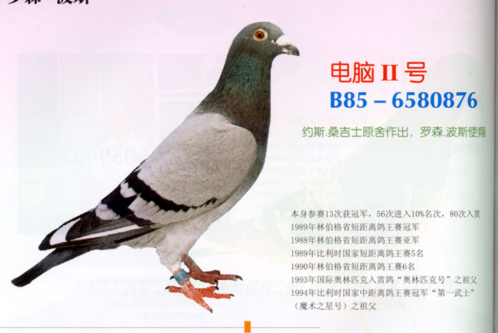 小电脑Ⅱ号_中山庄田佳明鸽舍_ ag188.com爱鸽商城_中国信鸽信息网