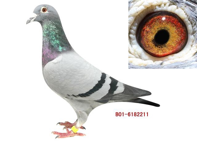 国家二号_山西友林鸽业_ ag188.com爱鸽商城_中国信鸽信息网