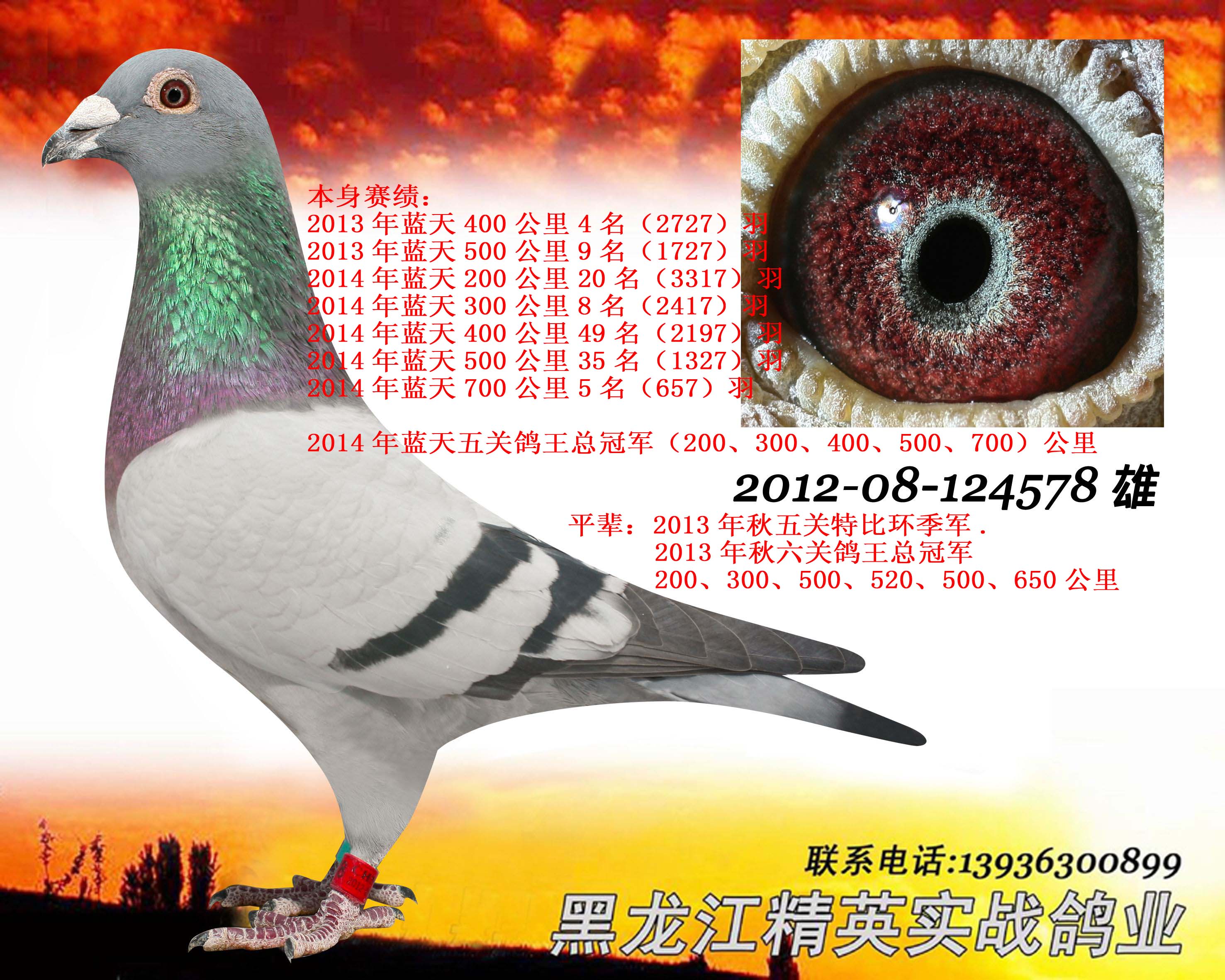 100,000環 號:2012-08-124578性 別:雄目 錄:2014年春五關鴿王總冠軍