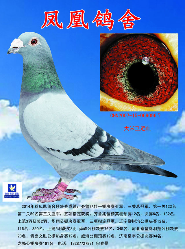 种赛鸽欣赏_济南鸽会铭鸽展厅-中信网爱鸽商城