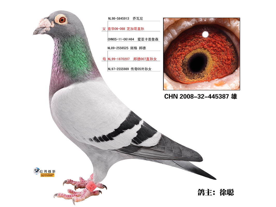 qq 鸽友圈 信鸽特征                  编 号: 342351