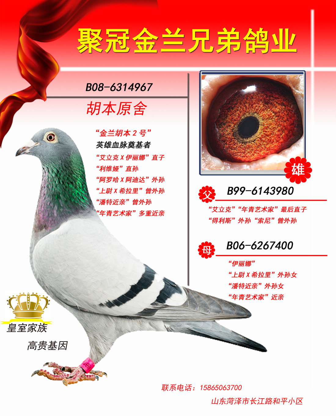 欧洲铭鸽胡本家族