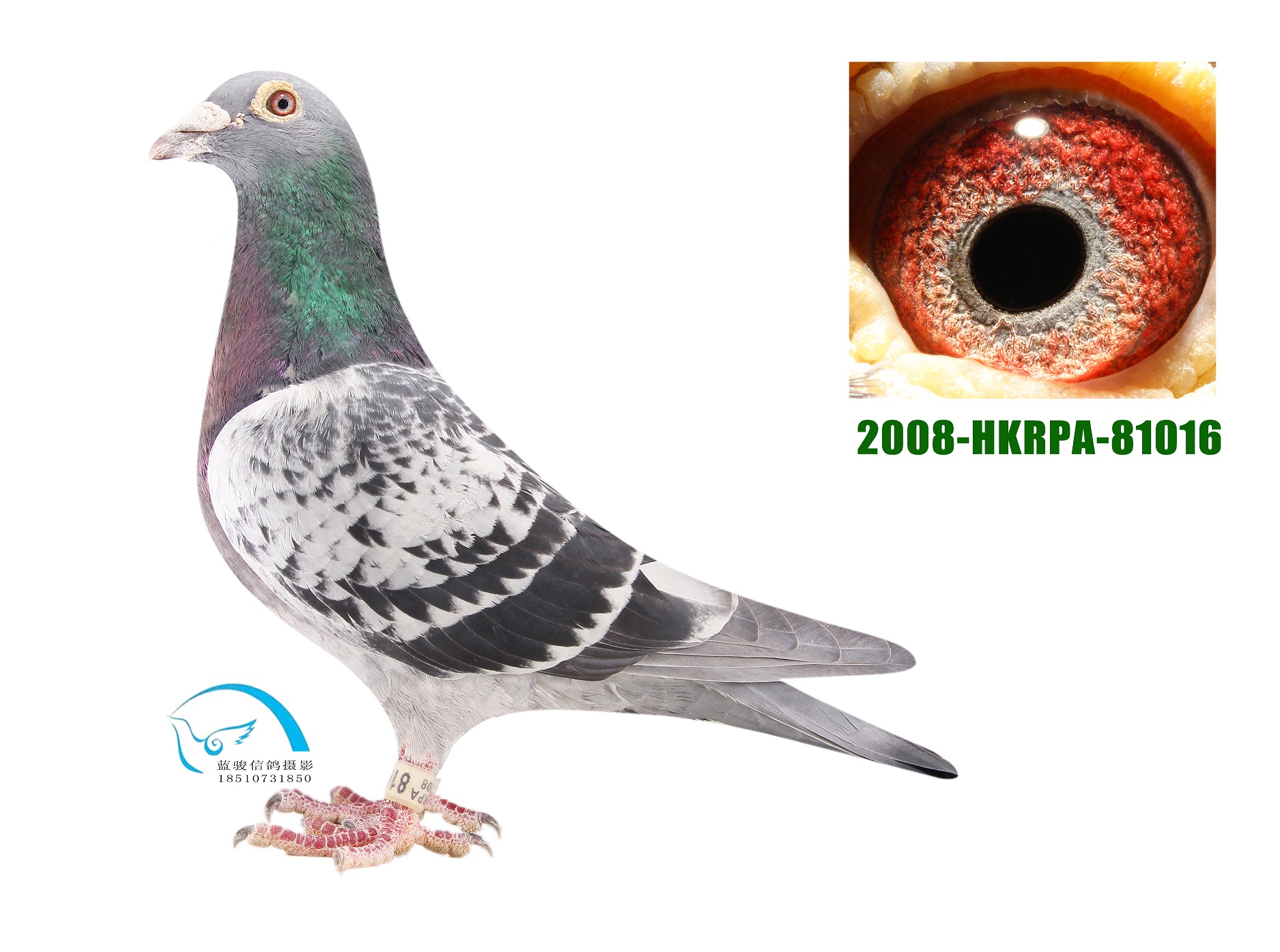 香港脚 詹森 在献019_北京李记种赛鸽中心-中信网爱鸽商城