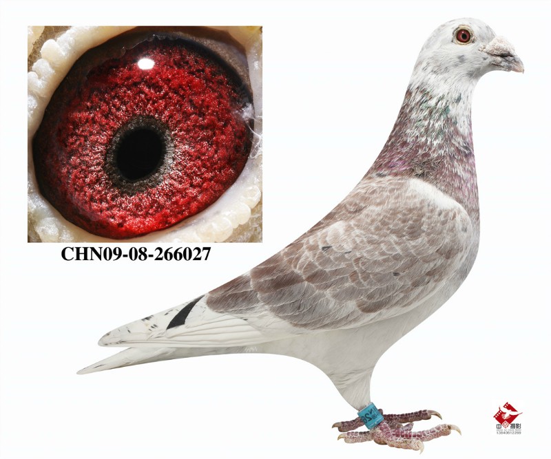 钻石级吐尼尔"系 神鹰