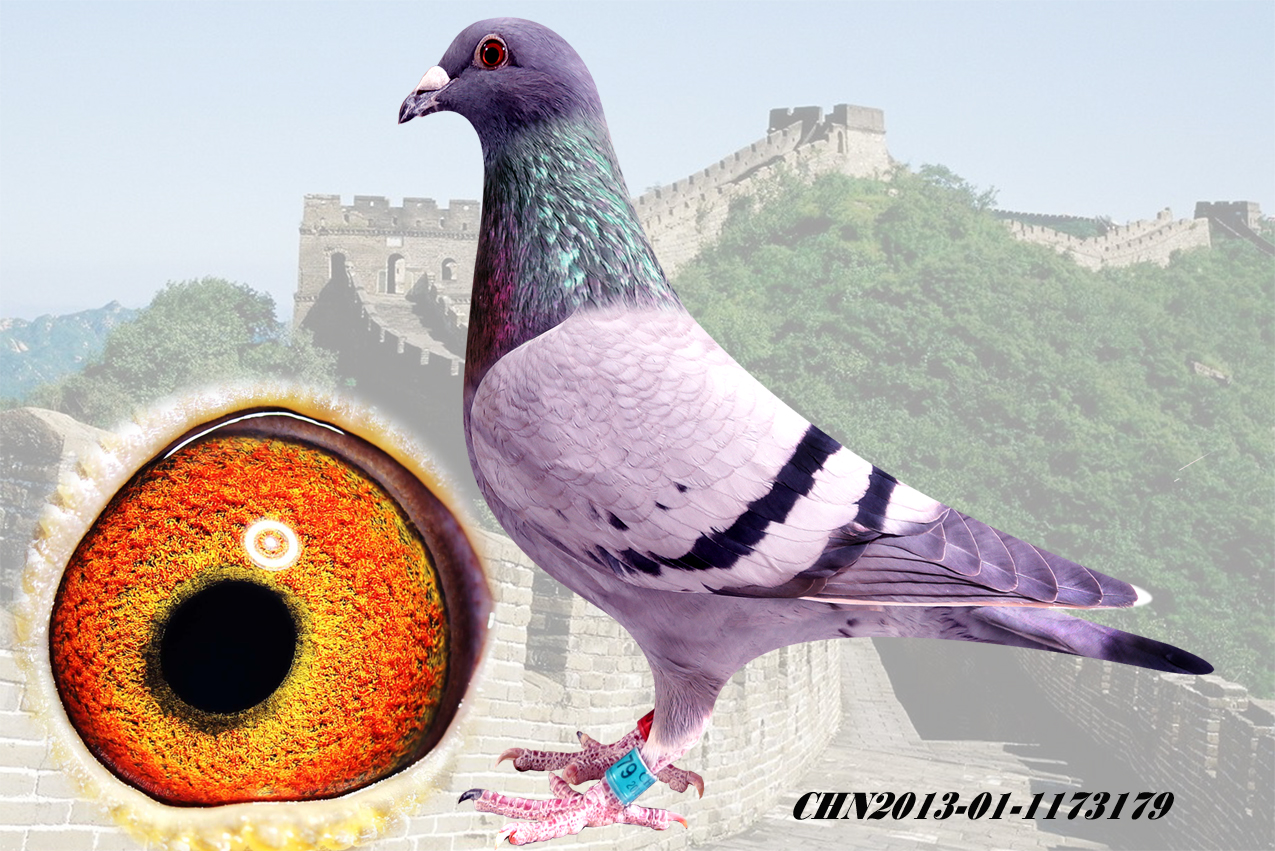 飞戈雌179_长城兄弟鸽舍(延庆)_ ag188.com爱鸽商城_中国信鸽信息网