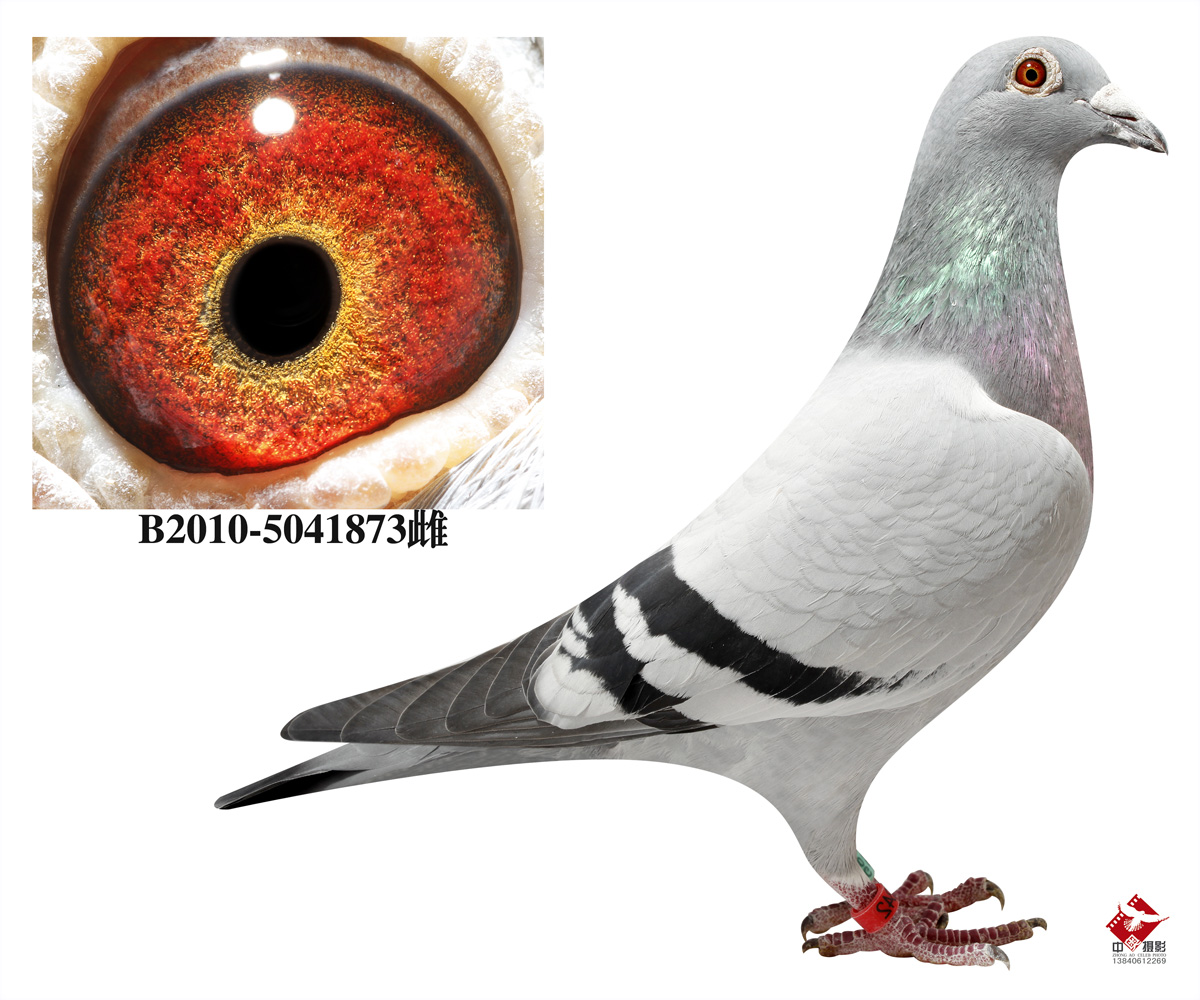 环三磷腈基多官能液体环氧树脂(hgcp)的合成与热性能