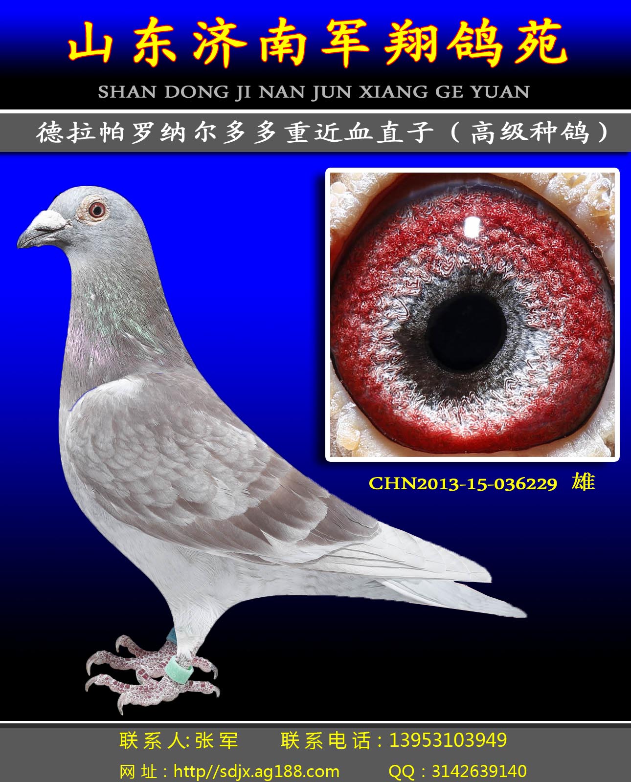 德拉帕罗纳尔多多重近血直子(高级种鸽)