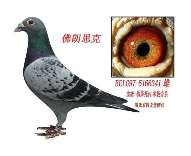 乔斯托内