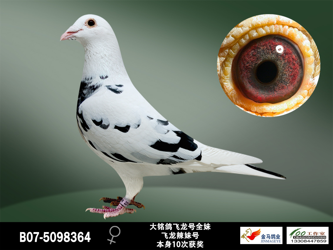 北京金马国际鸽业