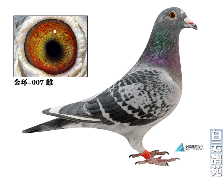福洛007_白云王继堂联合鸽舍_ ag188.com爱鸽商城_中国信鸽信息网
