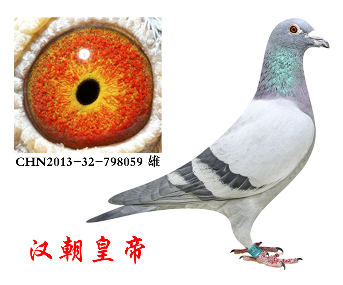 信鸽特征