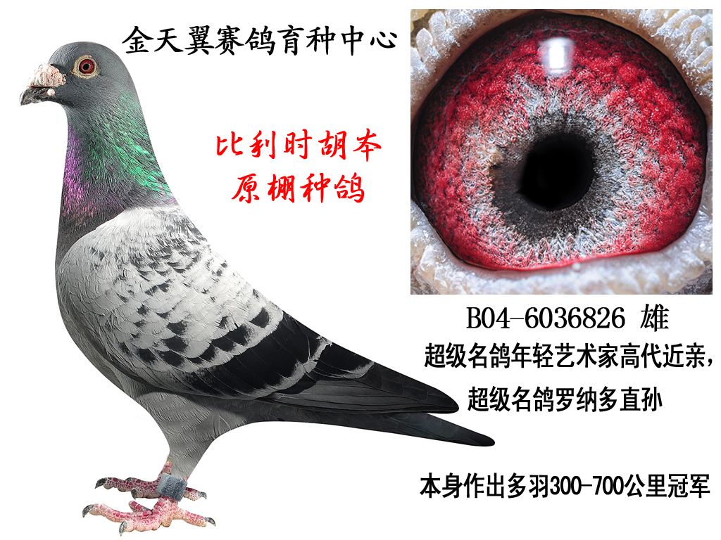 胡本原环种雄