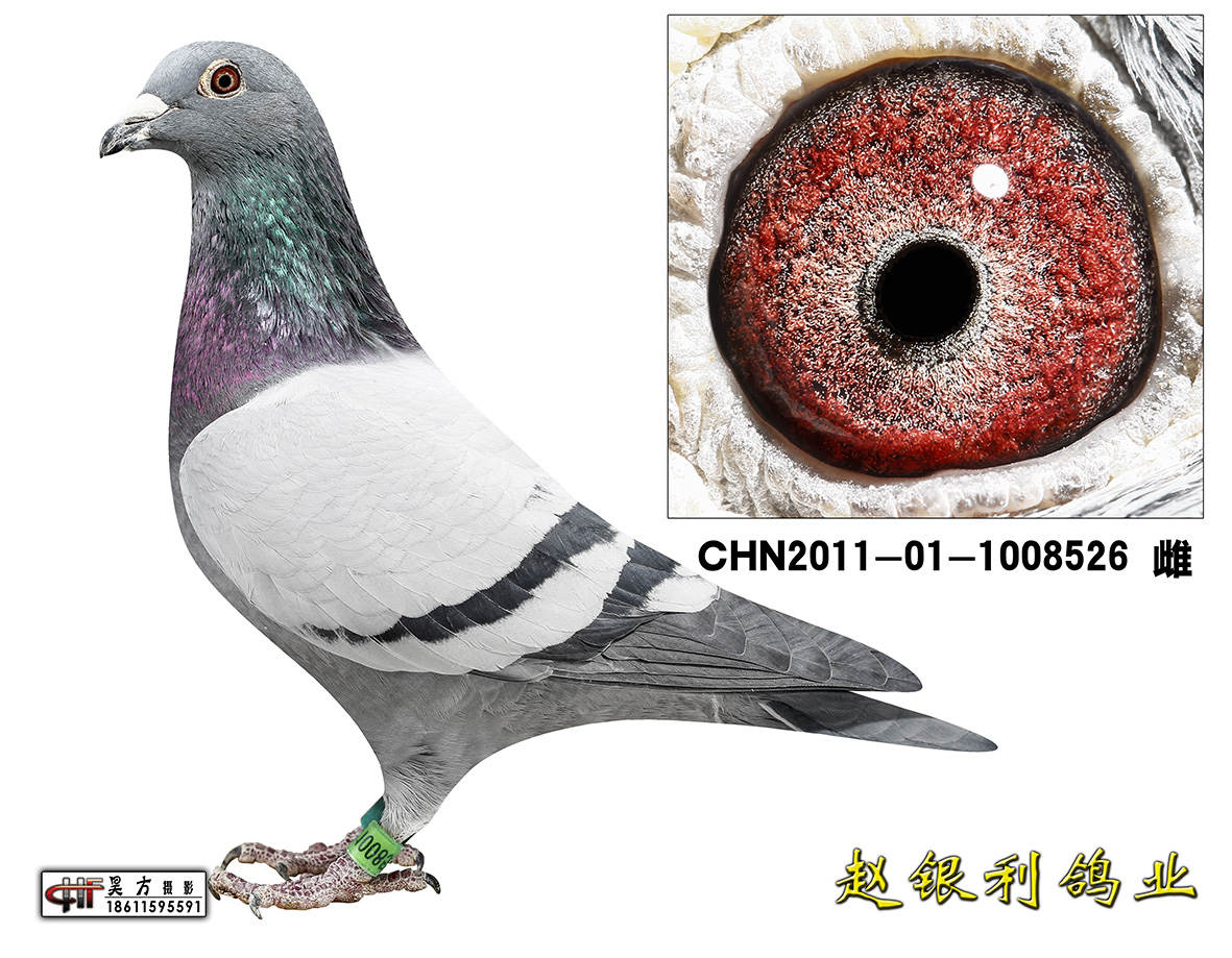 爱亚卡普詹森*凡龙已出售