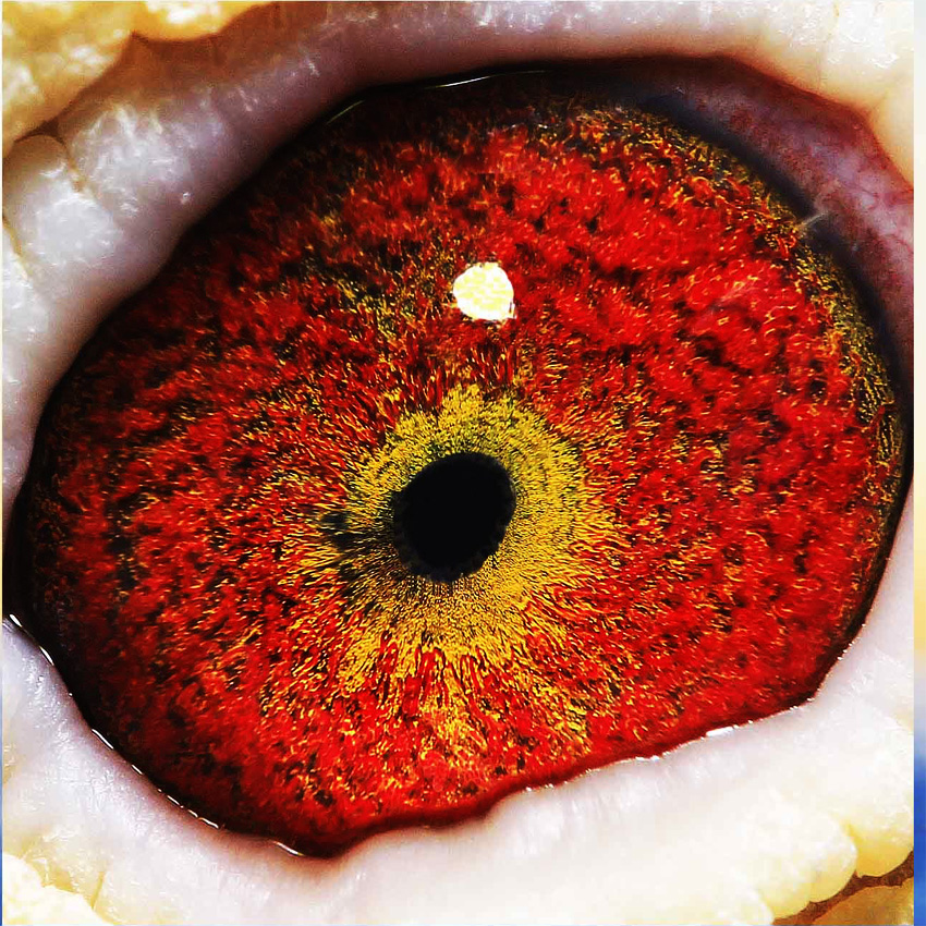 冠军马克罗森斯-迅雷鸽舍l-中信网爱鸽商城