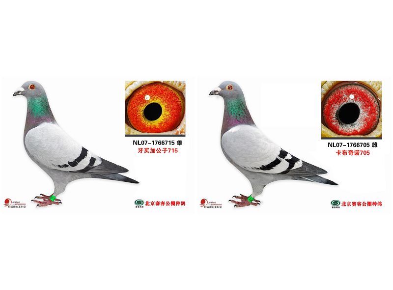 林波尔:幻想家
