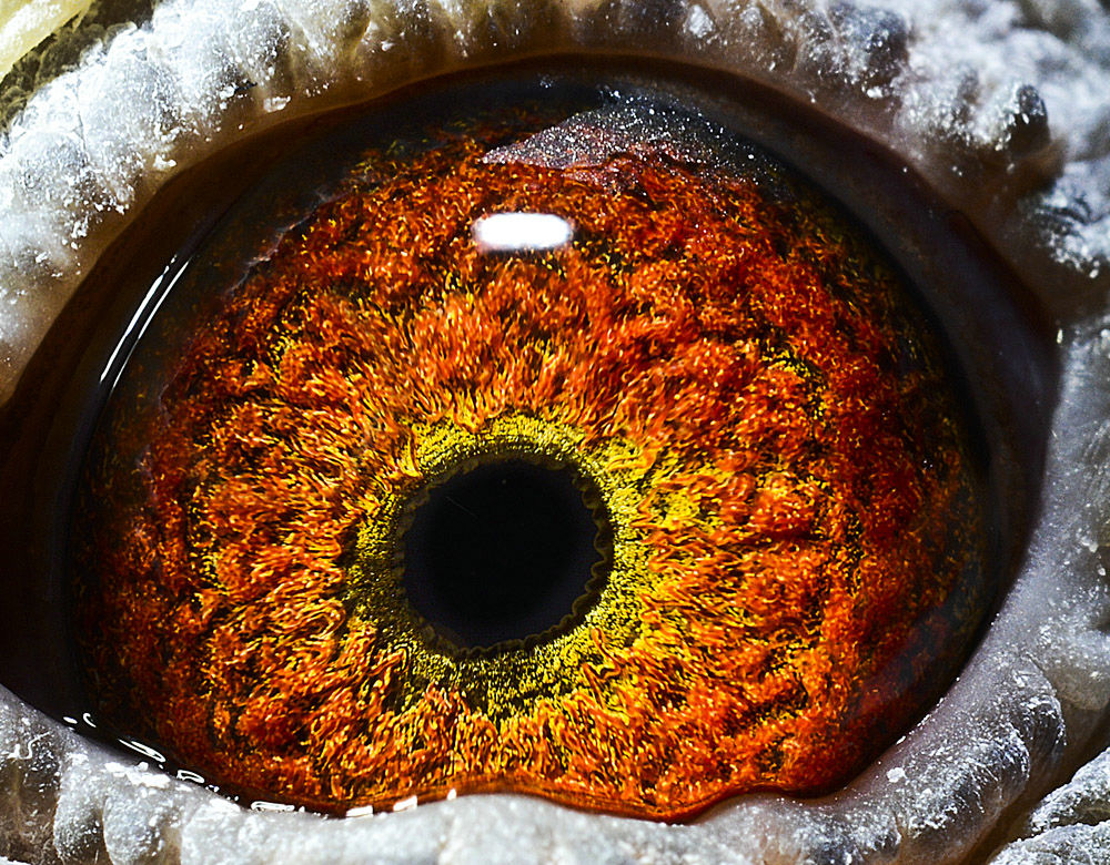 超级种鸽"奶酪小子"孙代-全国冠军之母