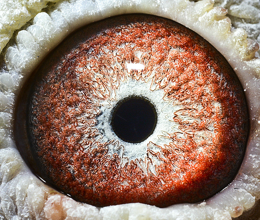 com爱鸽商城_中国信鸽信息网