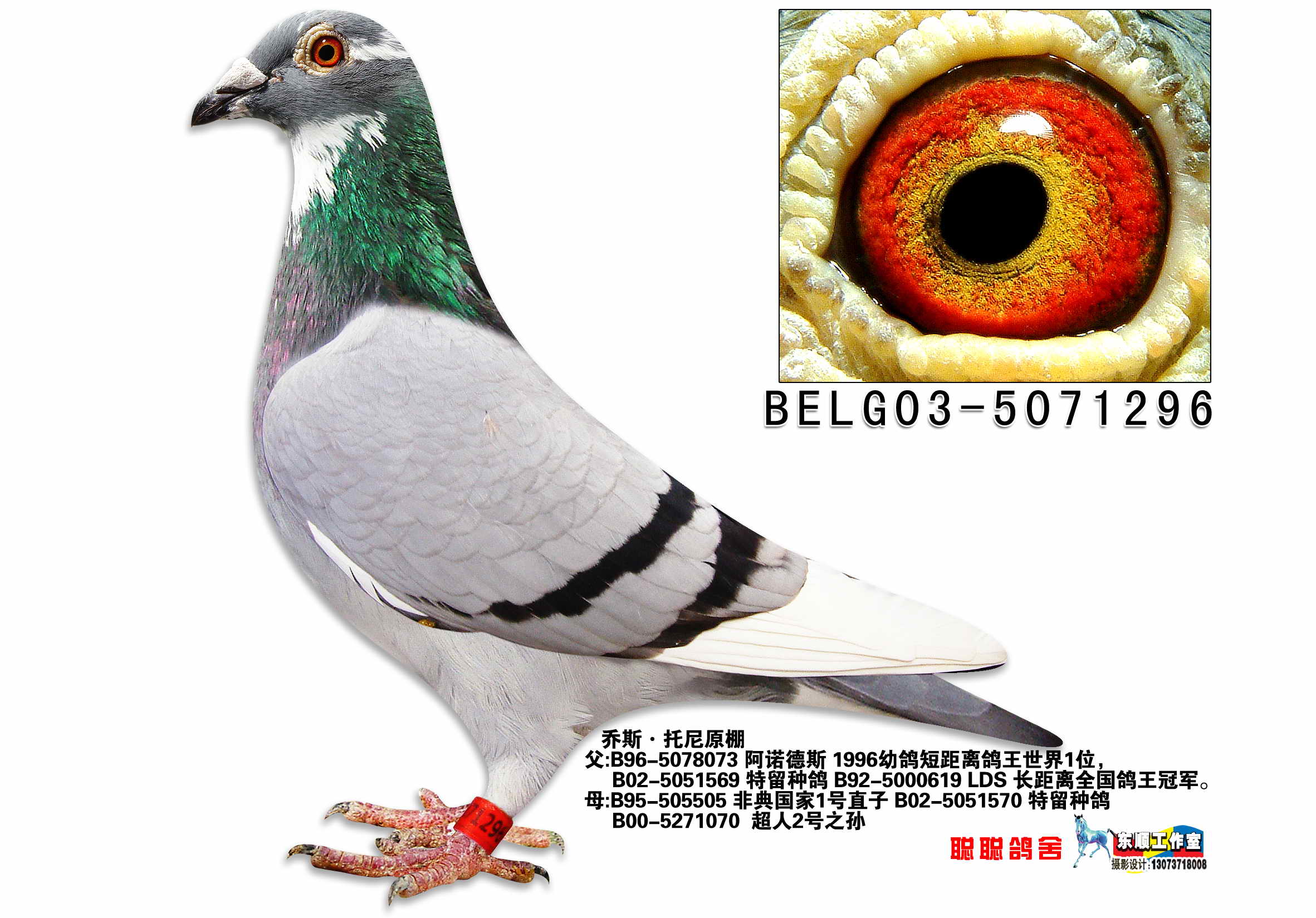 花头幕利门_景元赛鸽_ ag188.com爱鸽商城_中信网