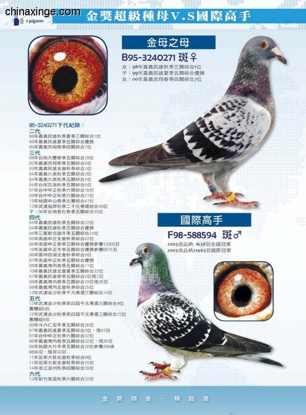 赖铭沧.铭鸽欣赏_七台河东森_ ag188.com爱鸽商城_中国信鸽信息网