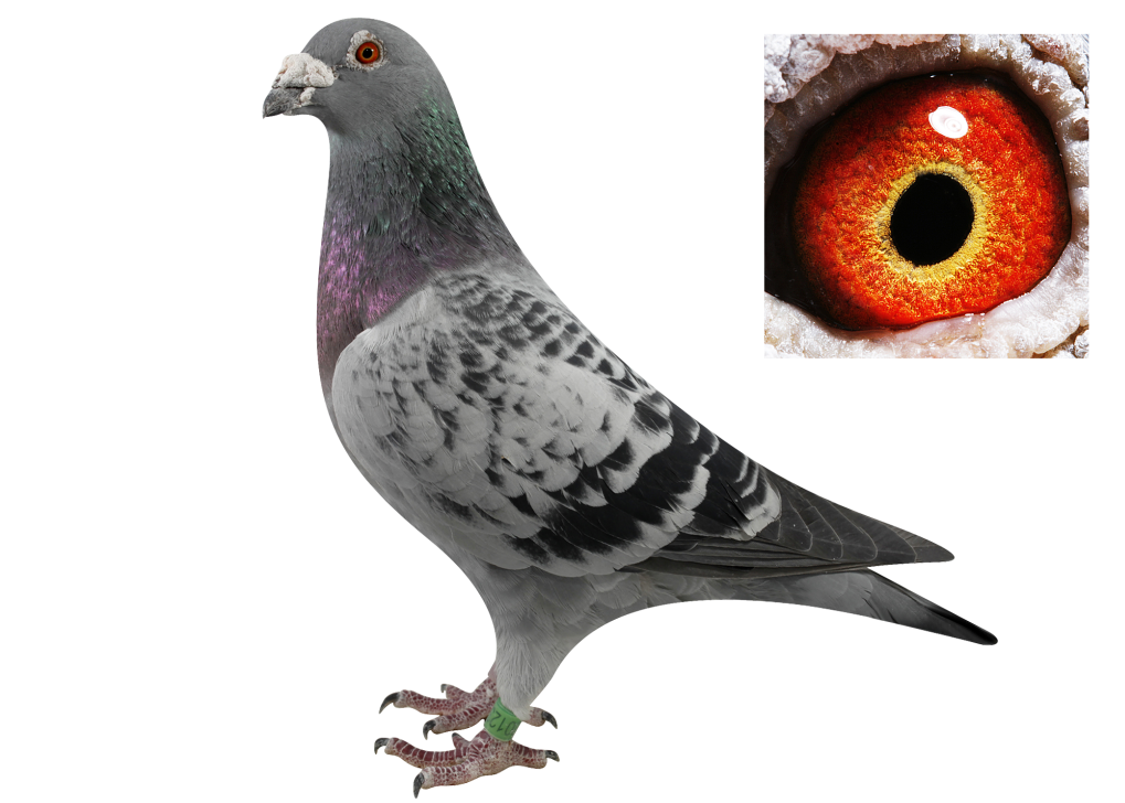 (钢铁利摩日x原配夫人)x范登伯格