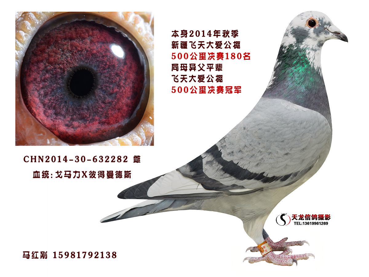 戈马力彼得曼德斯