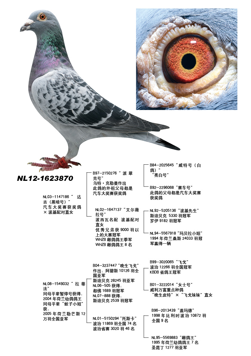 波西瓦_展翔鴿舍_ ag188.com愛鴿商城_中國信鴿信息網