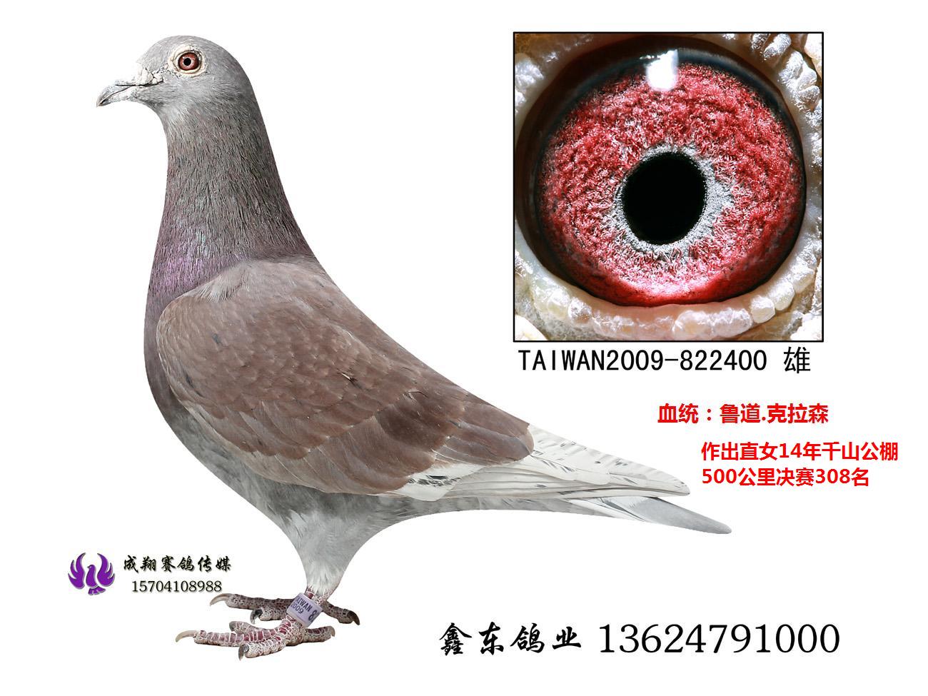 台湾强豪蔡丰吉实战种鸽