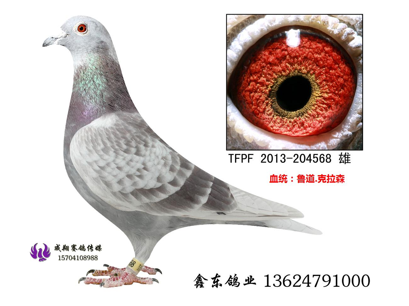 台湾强豪蔡丰吉实战种鸽