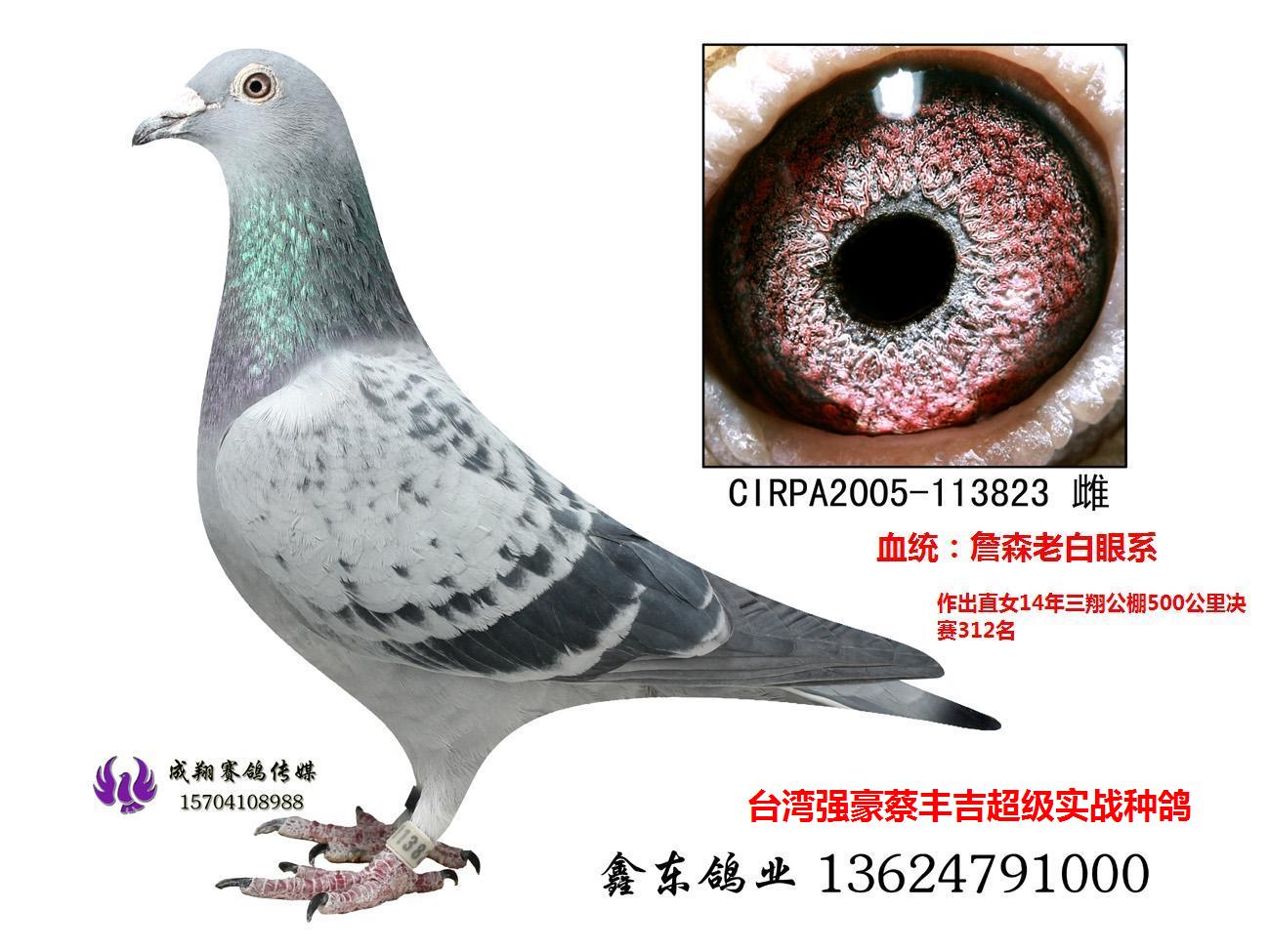 台湾强豪蔡丰吉詹森老白眼系