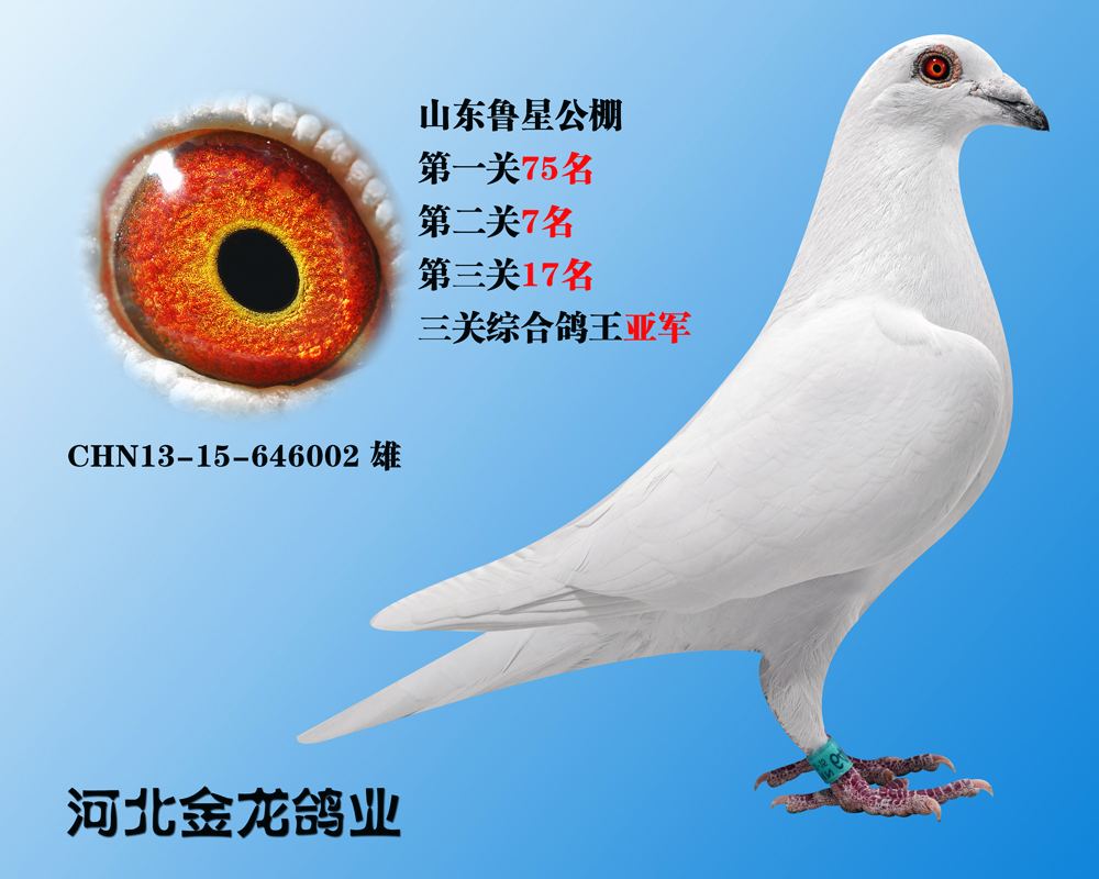 鸽王亚军_河北金龙鸽业_ ag188.com爱鸽商城_中国信鸽信息网