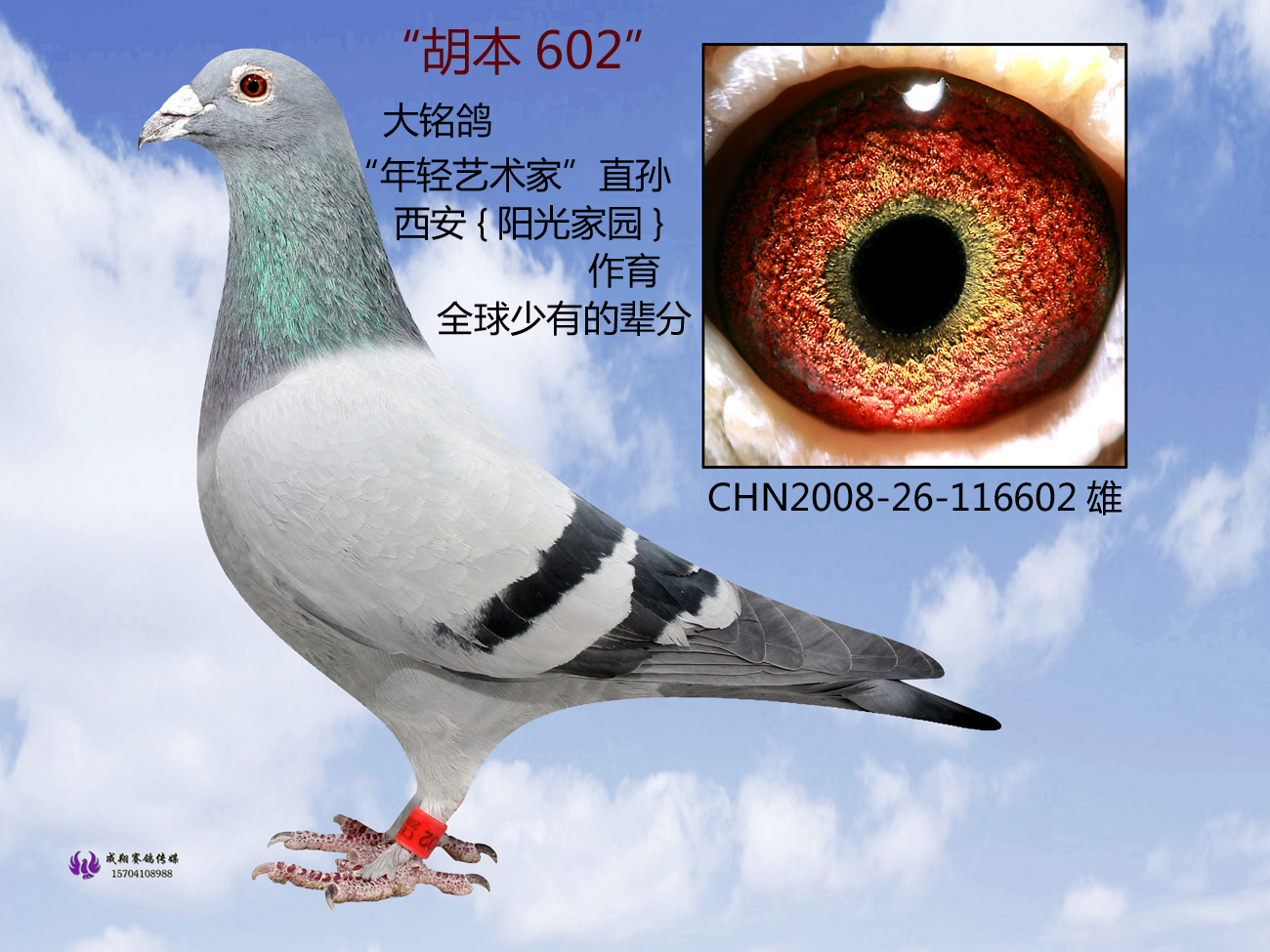 胡本"年轻艺术家"直孙602