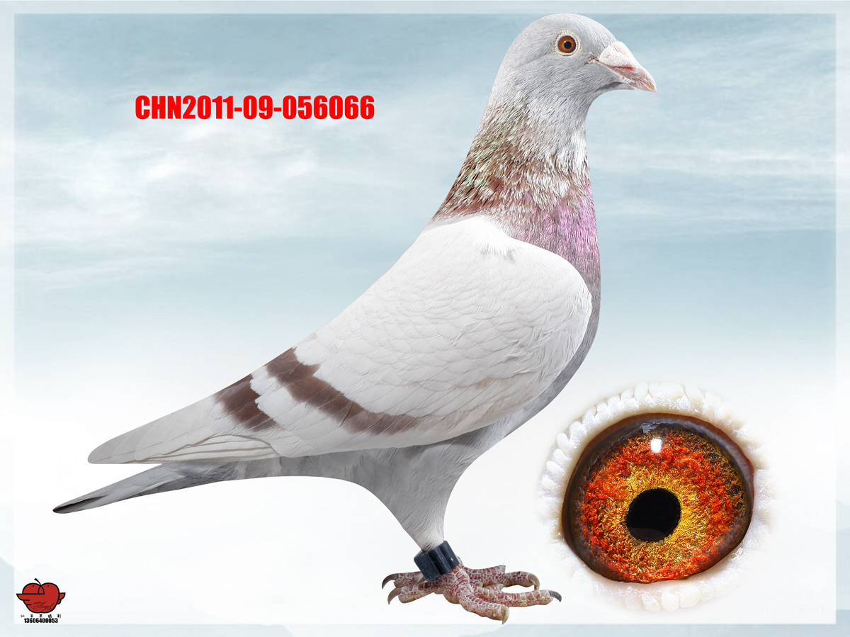 詹森_广源鸽舍001-中信网爱鸽商城