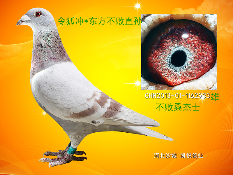 令狐冲*东方不败直孙_凯悦鸽业_ag188.com爱鸽商城_中国信鸽信息网