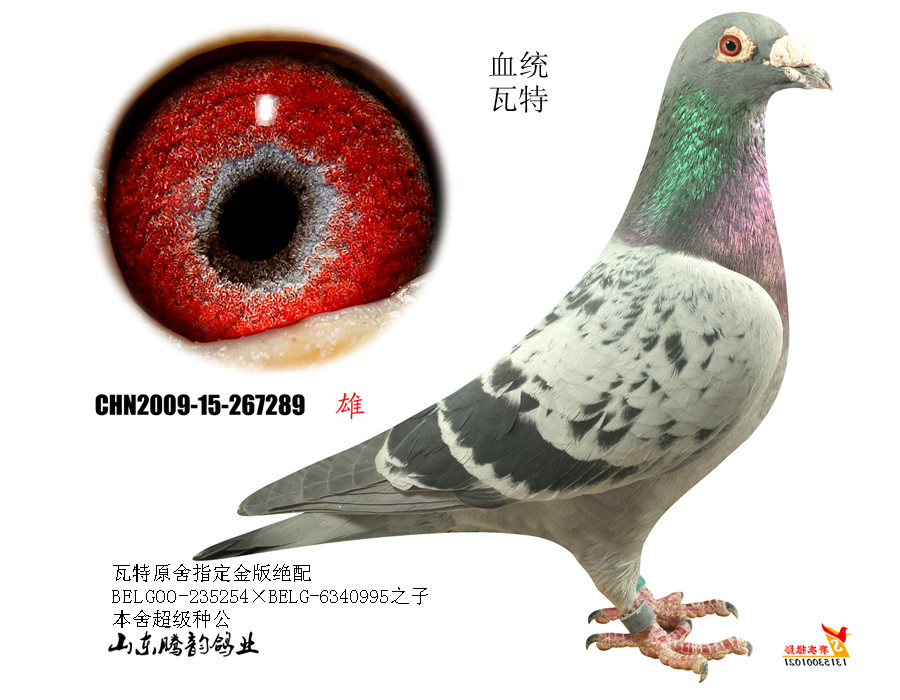 瓦特鸽系起源图片