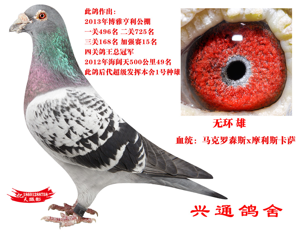 信鸽特征