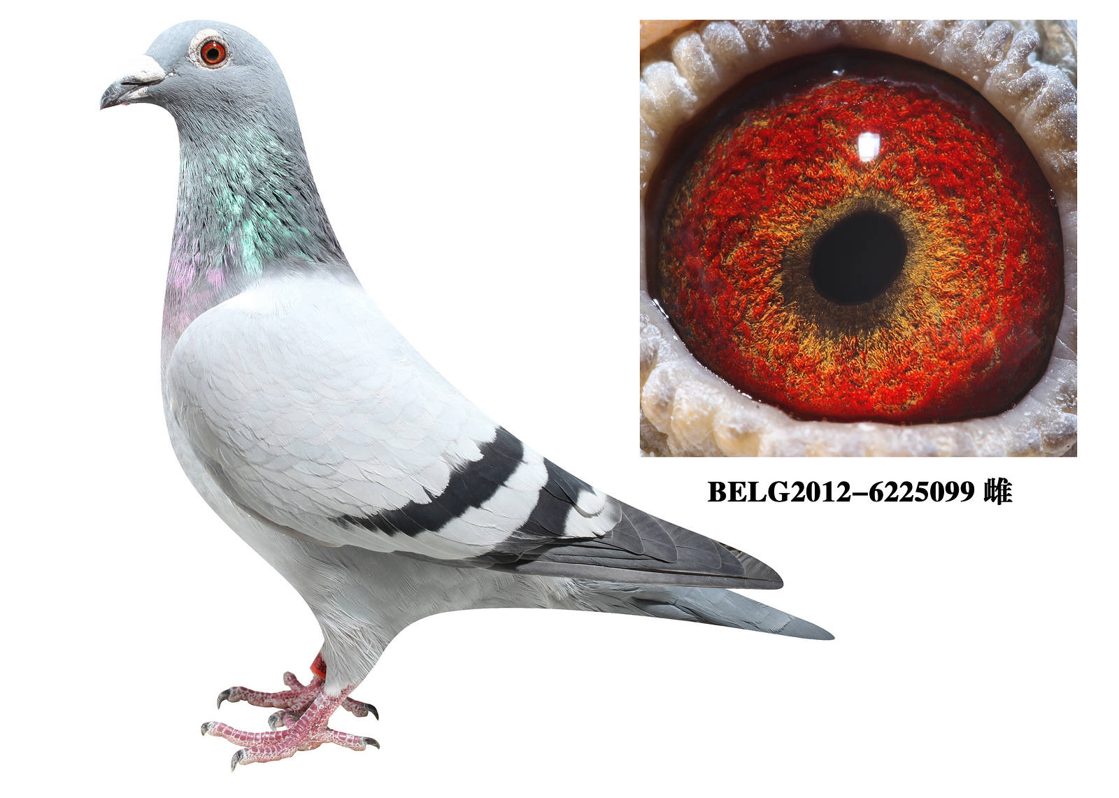 英格斯超级女战将