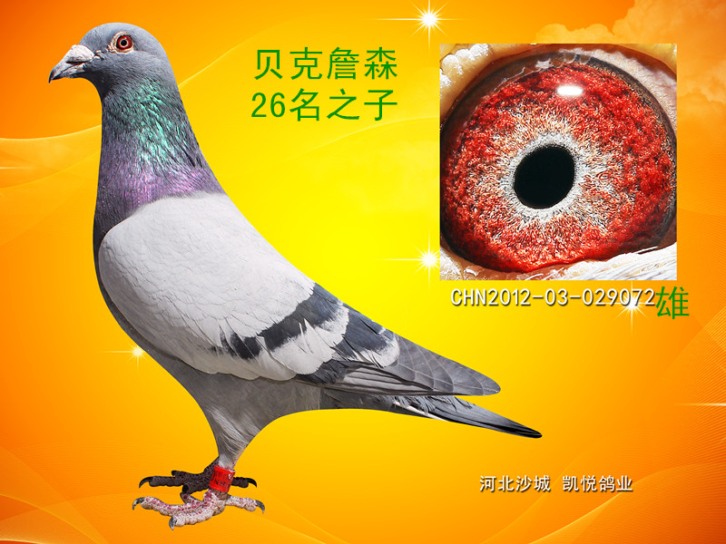 贝克詹森-凯悦鸽业-中信网爱鸽商城