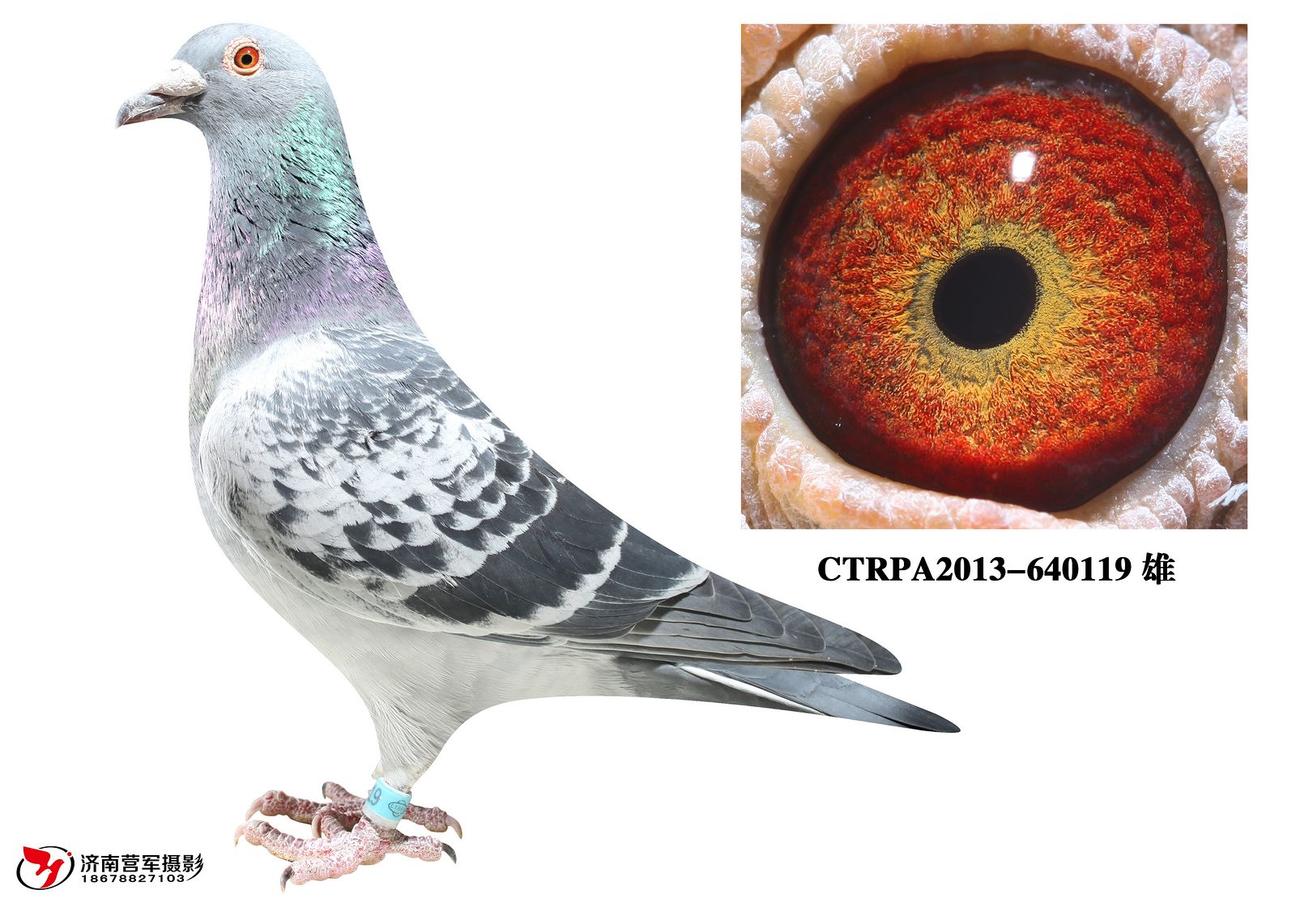詹森荷比冠军_明泰鸽业_ ag188.com爱鸽商城_中国信鸽信息网