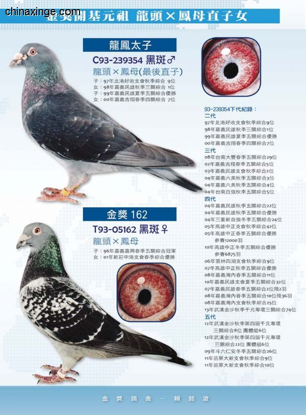 赖铭沧.铭鸽欣赏_七台河东森_ag188.com爱鸽商城_中国信鸽信息网